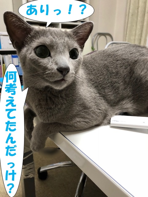 f:id:LoveRussianBlue:20180920031935j:plain