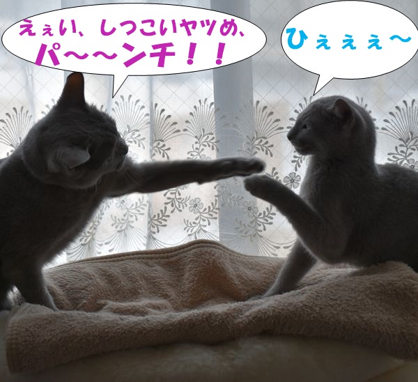 f:id:LoveRussianBlue:20180921205800j:plain