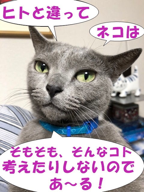 f:id:LoveRussianBlue:20180924212603j:plain