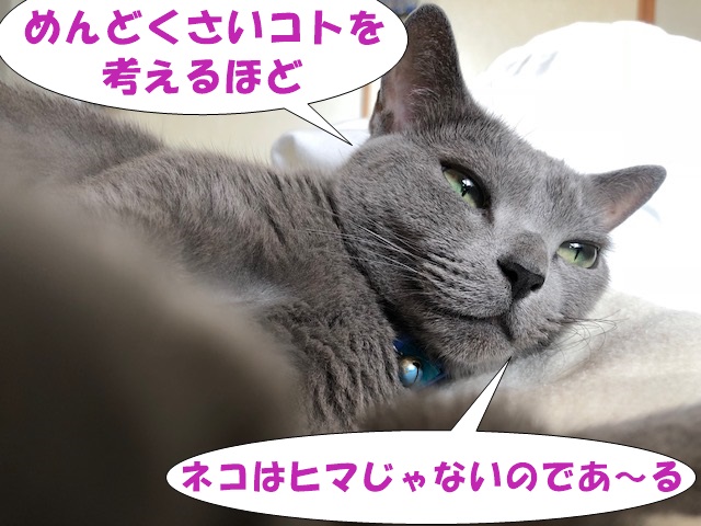 f:id:LoveRussianBlue:20180925165449j:plain