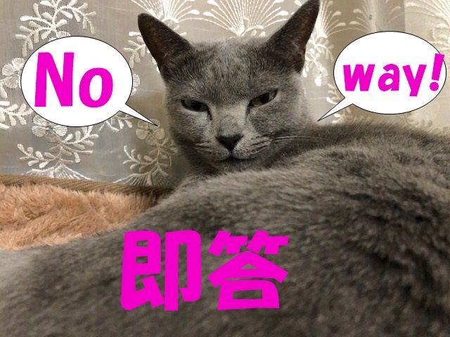 f:id:LoveRussianBlue:20181128214155j:plain