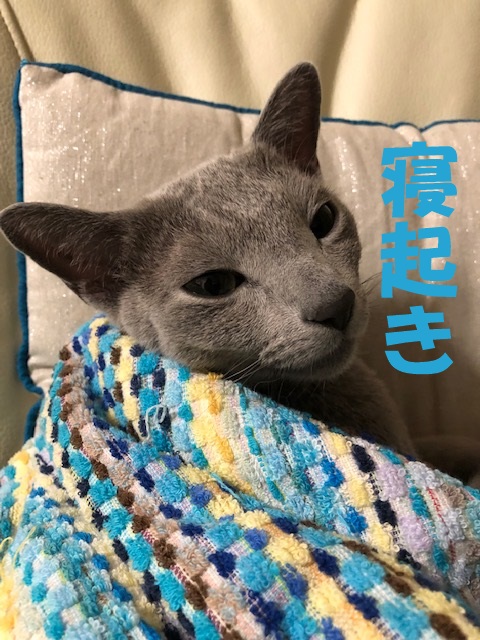 f:id:LoveRussianBlue:20181204223636j:plain