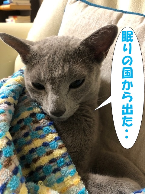 f:id:LoveRussianBlue:20181207162649j:plain