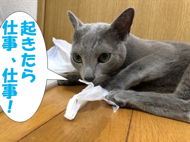f:id:LoveRussianBlue:20181207163946j:plain