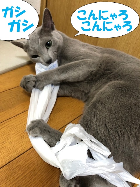 f:id:LoveRussianBlue:20181207164035j:plain