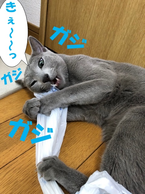 f:id:LoveRussianBlue:20181207164046j:plain