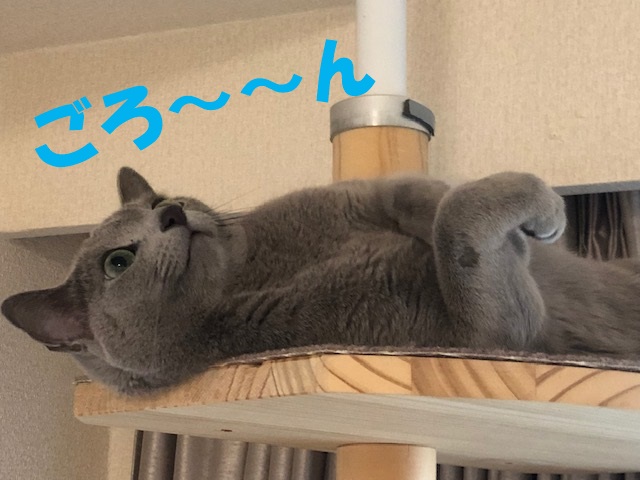 f:id:LoveRussianBlue:20181207171939j:plain