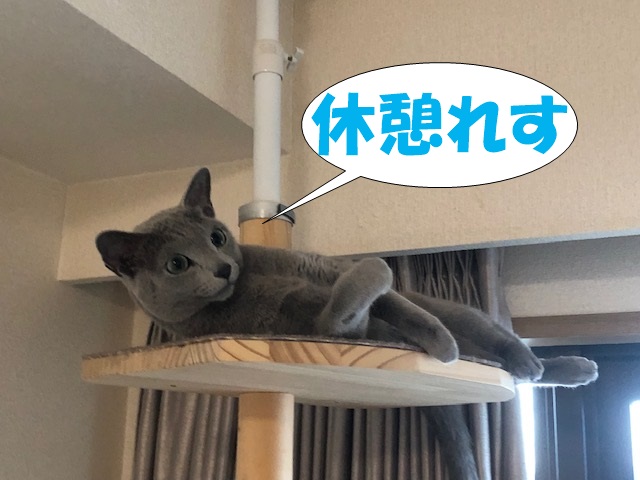 f:id:LoveRussianBlue:20181207172009j:plain
