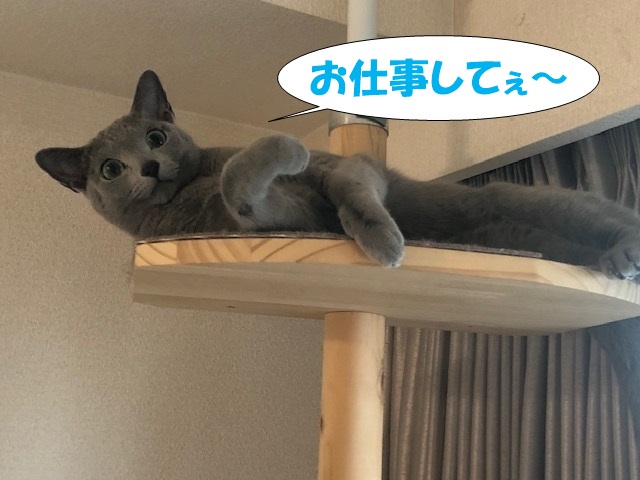 f:id:LoveRussianBlue:20181207172044j:plain