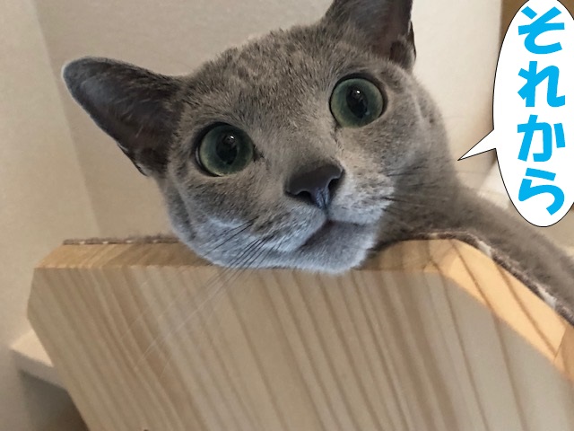 f:id:LoveRussianBlue:20181207172114j:plain