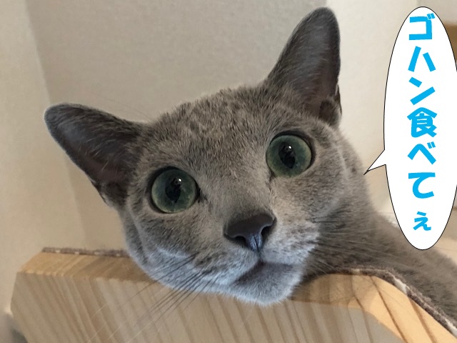 f:id:LoveRussianBlue:20181207172149j:plain