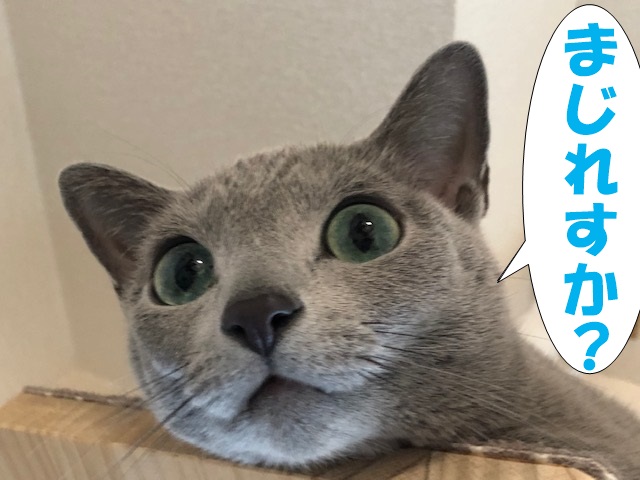 f:id:LoveRussianBlue:20181207172231j:plain