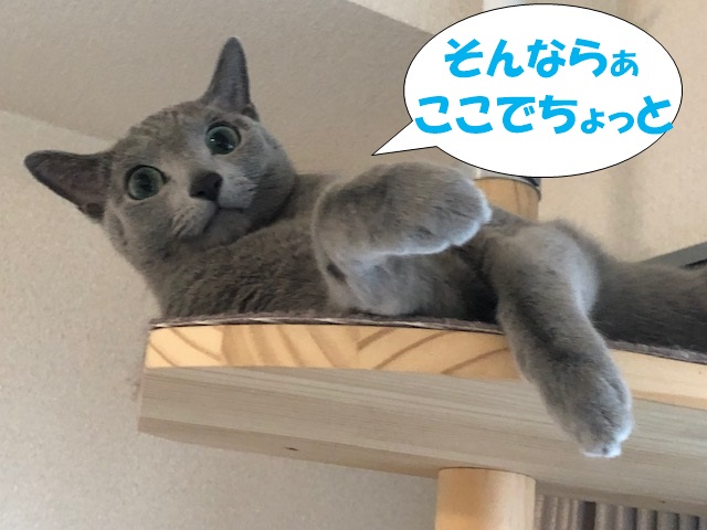 f:id:LoveRussianBlue:20181207172352j:plain