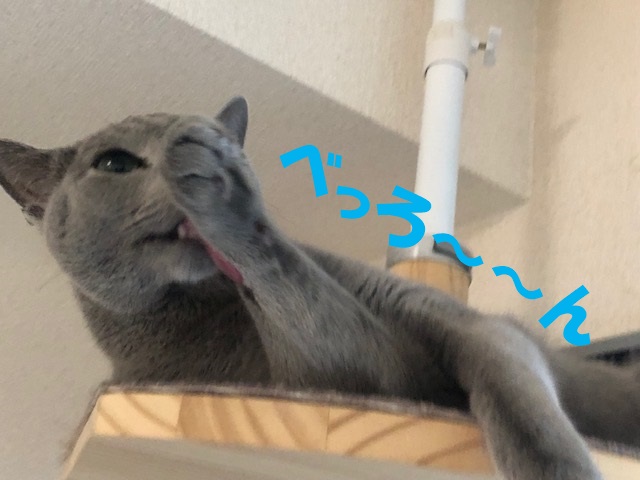 f:id:LoveRussianBlue:20181207172443j:plain