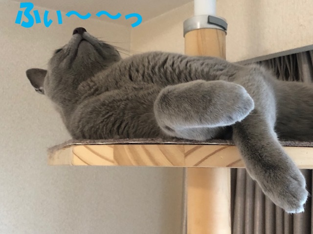 f:id:LoveRussianBlue:20181207172504j:plain