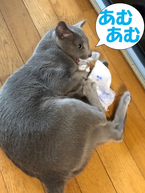 f:id:LoveRussianBlue:20181207215713j:plain