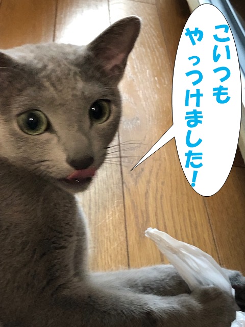 f:id:LoveRussianBlue:20181207220030j:plain