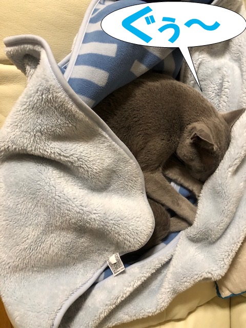 f:id:LoveRussianBlue:20181207231141j:plain