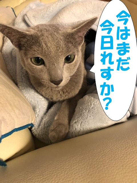 f:id:LoveRussianBlue:20181207231331j:plain