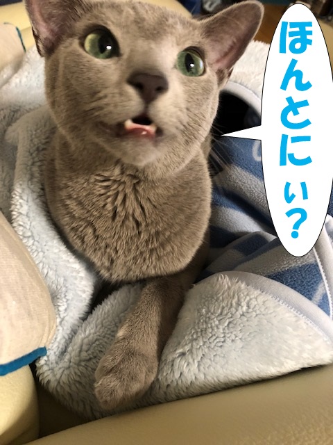 f:id:LoveRussianBlue:20181207231430j:plain