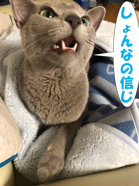 f:id:LoveRussianBlue:20181207231714j:plain