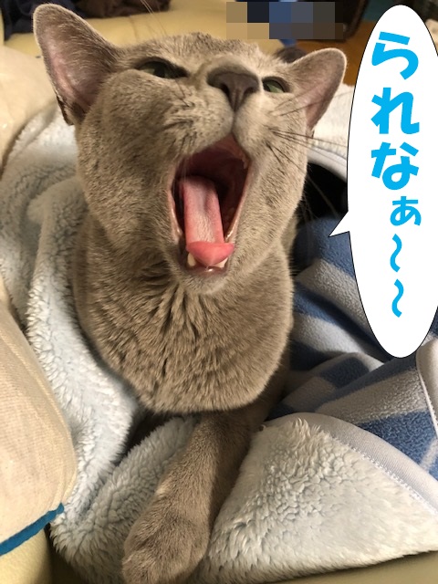 f:id:LoveRussianBlue:20181207231734j:plain