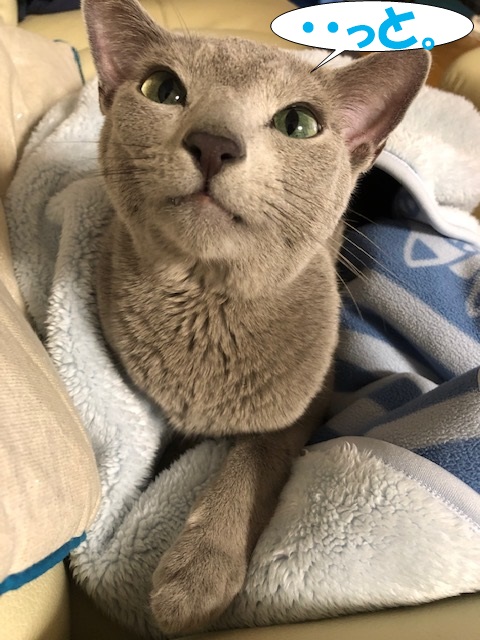 f:id:LoveRussianBlue:20181207231819j:plain