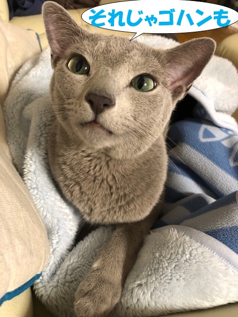 f:id:LoveRussianBlue:20181207232238j:plain