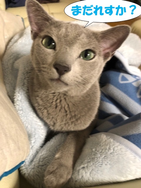 f:id:LoveRussianBlue:20181207232255j:plain