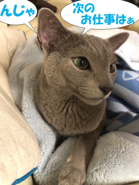 f:id:LoveRussianBlue:20181207232340j:plain