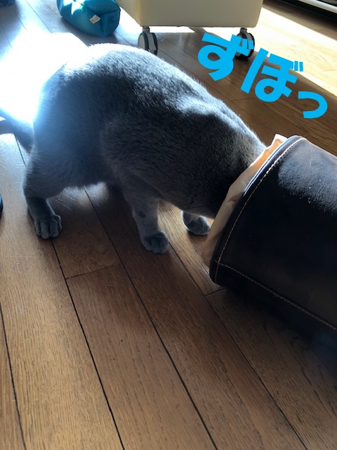 f:id:LoveRussianBlue:20181207232425j:plain