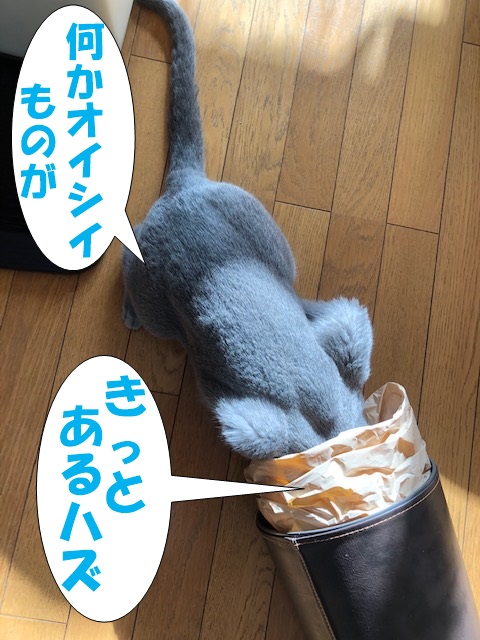 f:id:LoveRussianBlue:20181207232731j:plain