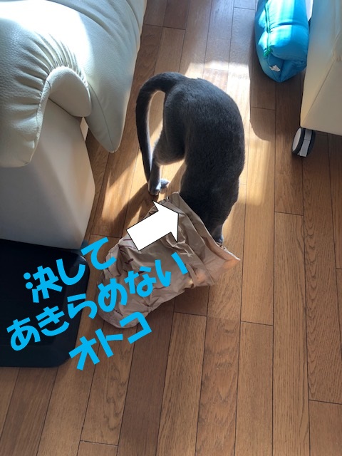 f:id:LoveRussianBlue:20181207232805j:plain
