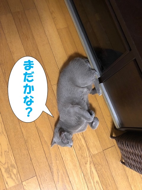 f:id:LoveRussianBlue:20181207232928j:plain
