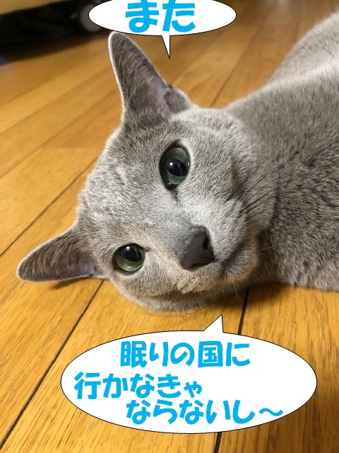 f:id:LoveRussianBlue:20181207233109j:plain