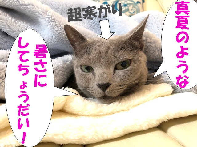 f:id:LoveRussianBlue:20181212172401j:plain