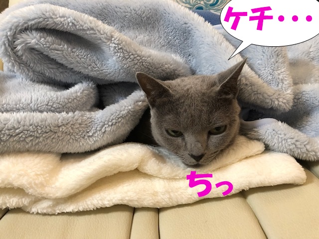 f:id:LoveRussianBlue:20181212172448j:plain