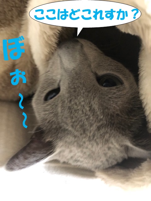 f:id:LoveRussianBlue:20181212173224j:plain