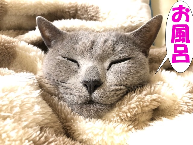 f:id:LoveRussianBlue:20181212183251j:plain