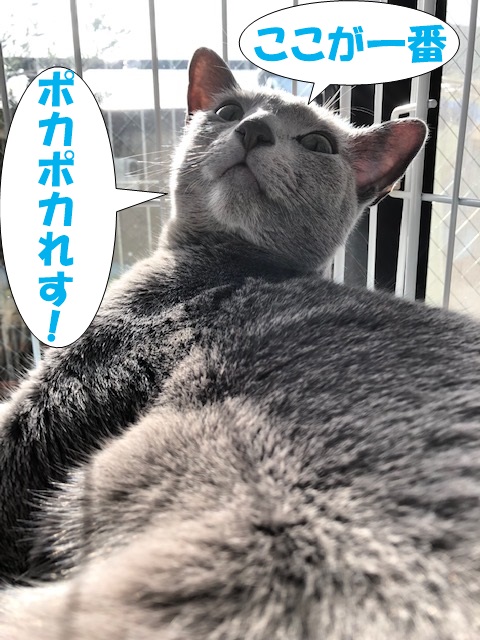 f:id:LoveRussianBlue:20181213165805j:plain