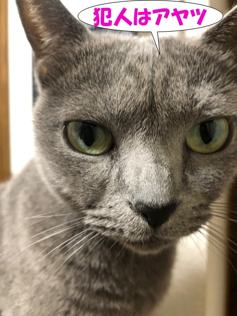 f:id:LoveRussianBlue:20181213171401j:plain
