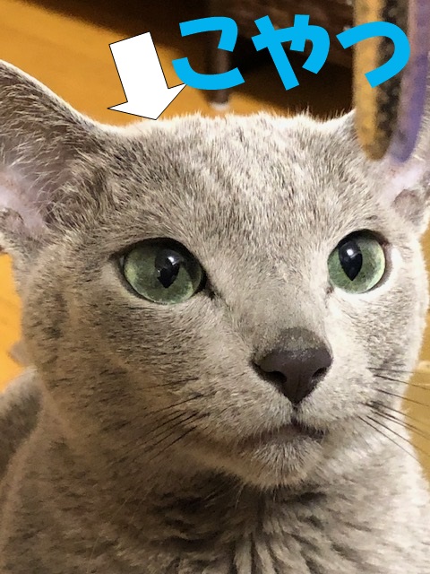 f:id:LoveRussianBlue:20181213171424j:plain