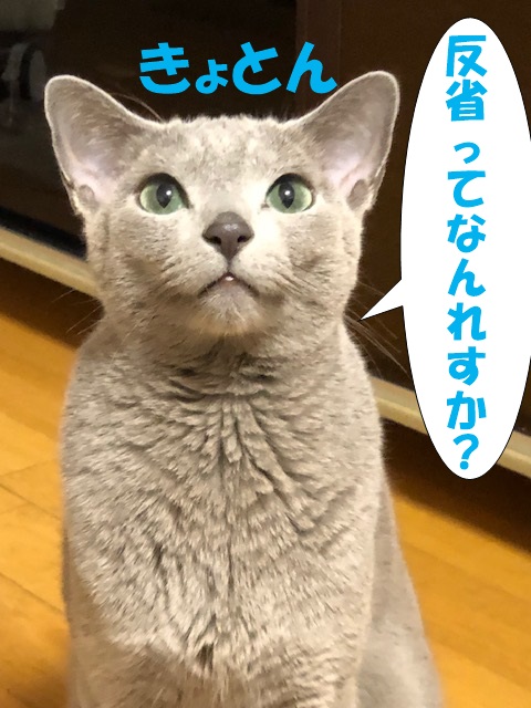 f:id:LoveRussianBlue:20181213172030j:plain