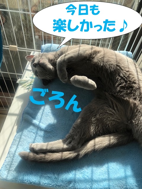 f:id:LoveRussianBlue:20181214154746j:plain