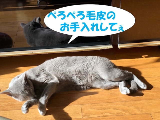 f:id:LoveRussianBlue:20181219011402j:plain