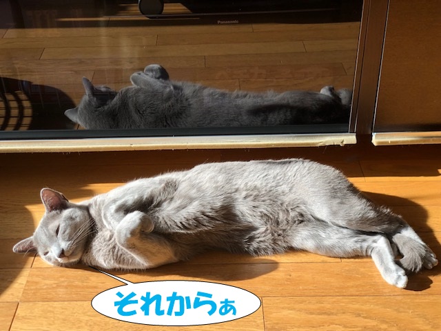 f:id:LoveRussianBlue:20181219011545j:plain