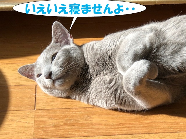 f:id:LoveRussianBlue:20181219011807j:plain