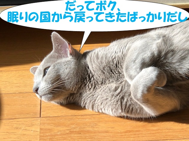 f:id:LoveRussianBlue:20181219011821j:plain