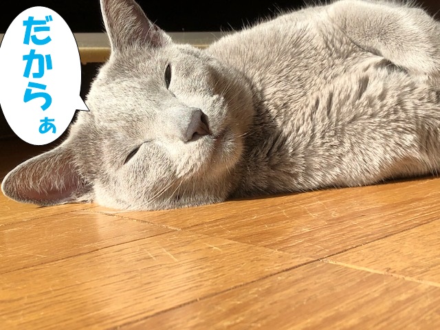 f:id:LoveRussianBlue:20181219011935j:plain