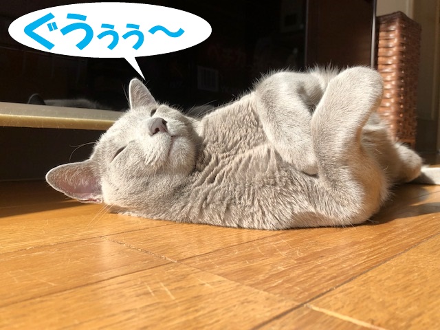 f:id:LoveRussianBlue:20181219012023j:plain
